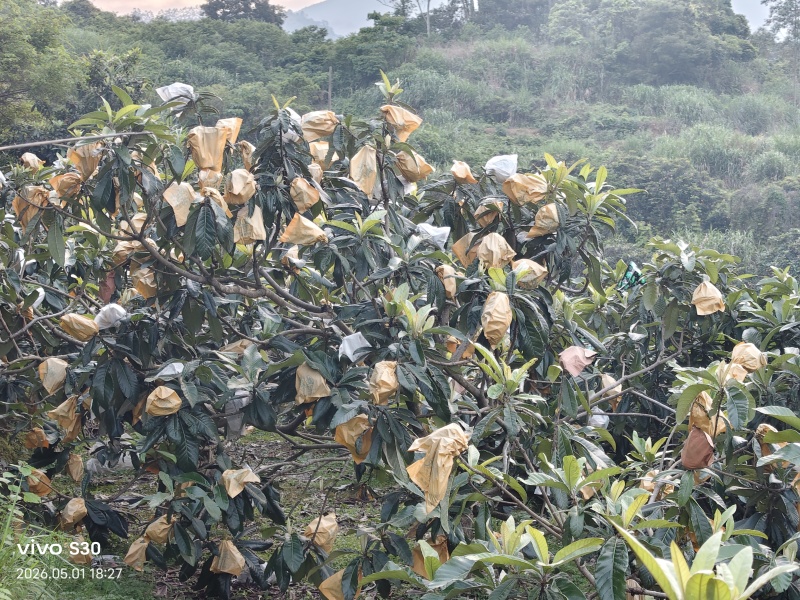 白玉枇杷精品大果皮薄肉厚汁水足电商供货微商一件代发