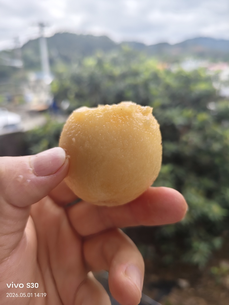 白玉枇杷精品大果皮薄肉厚汁水足电商供货微商一件代发