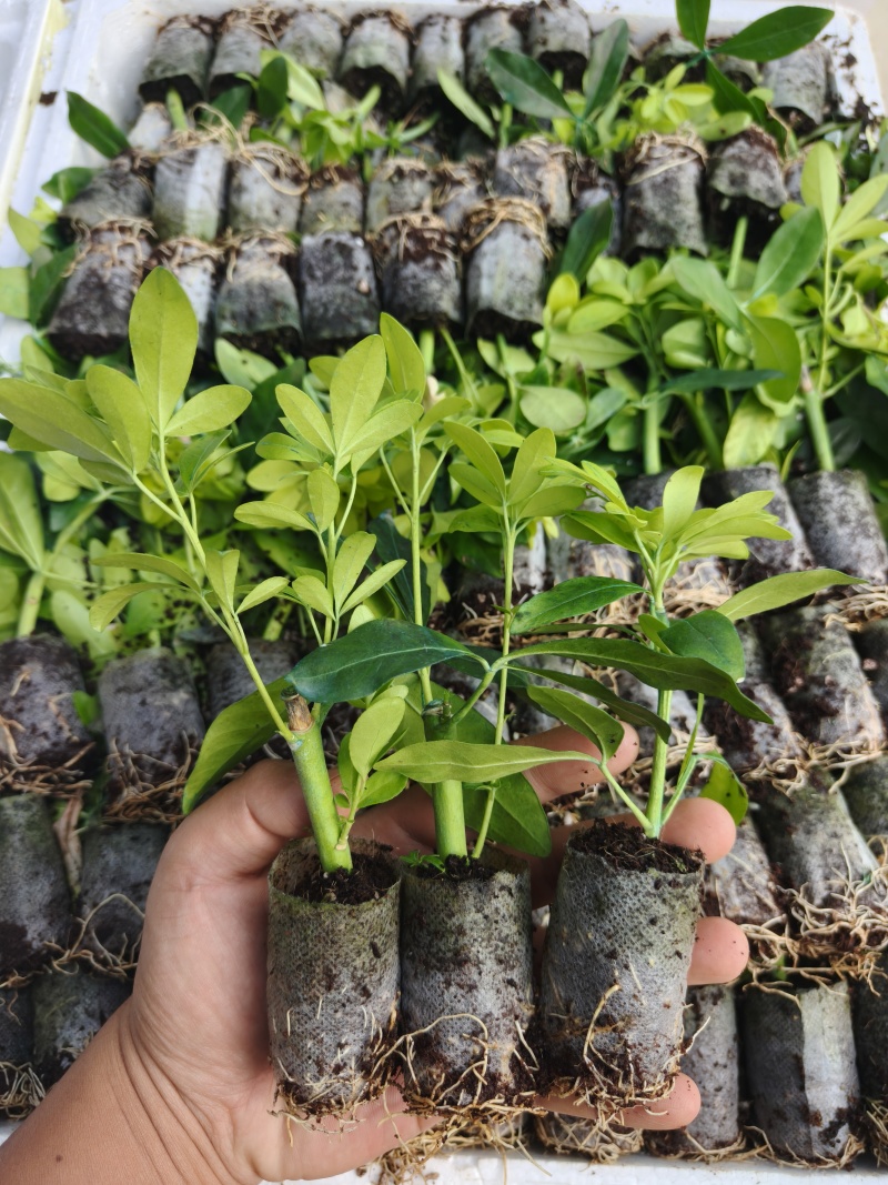 墨西哥橘叶袋苗可用于园林绿化工程全国各地可发