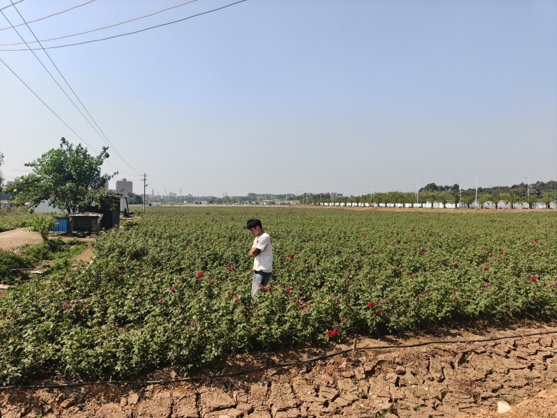 墨红袋苗可用于园林工程绿化全国各地可发货
