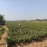 墨红袋苗可用于园林工程绿化全国各地可发货