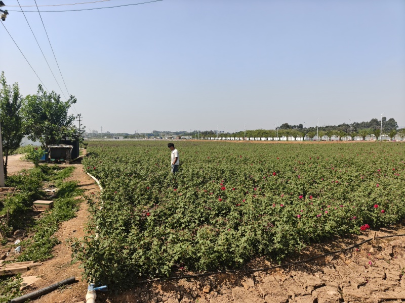 墨红袋苗可用于园林工程绿化全国各地可发货