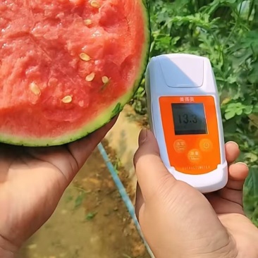 陕西蒲城奶油小吊瓜即将大量上市欢迎老板们咨询，合作共赢。