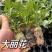 大丽花苗，大丽花小苗，大丽花盆栽，基地批发价