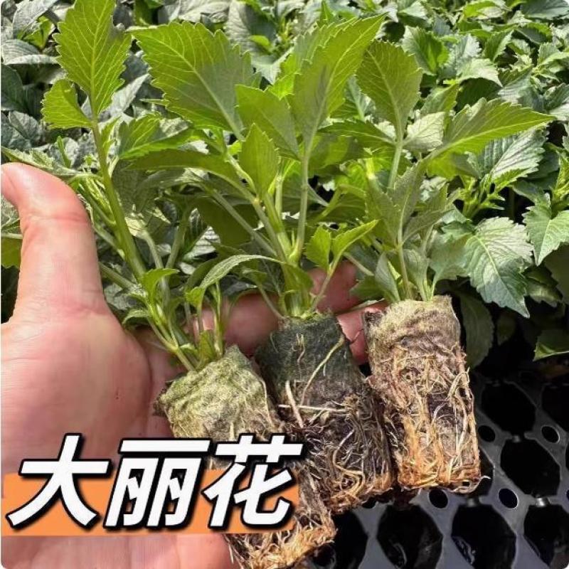 大丽花苗，大丽花小苗，大丽花盆栽，基地批发价