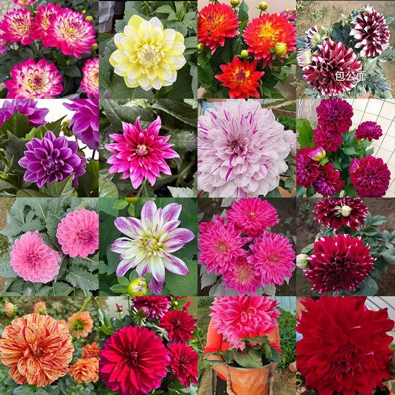 大丽花苗，大丽花小苗，大丽花盆栽，基地批发价