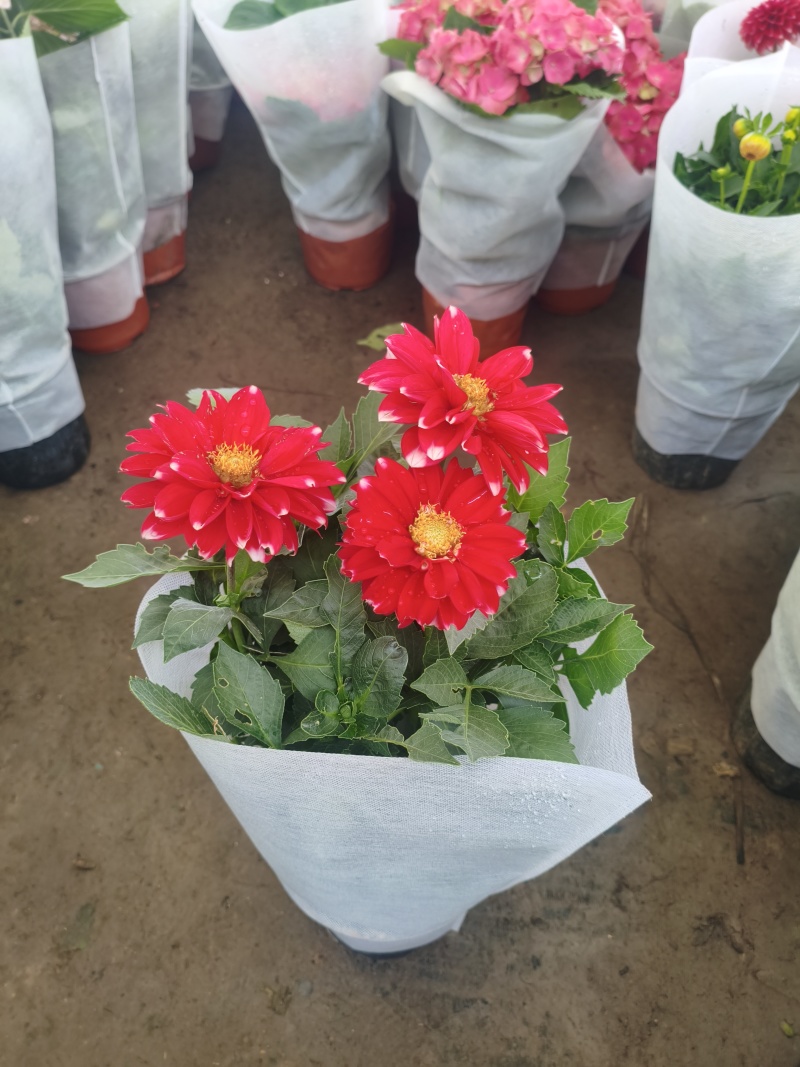 大丽花苗，大丽花小苗，大丽花盆栽，基地批发价