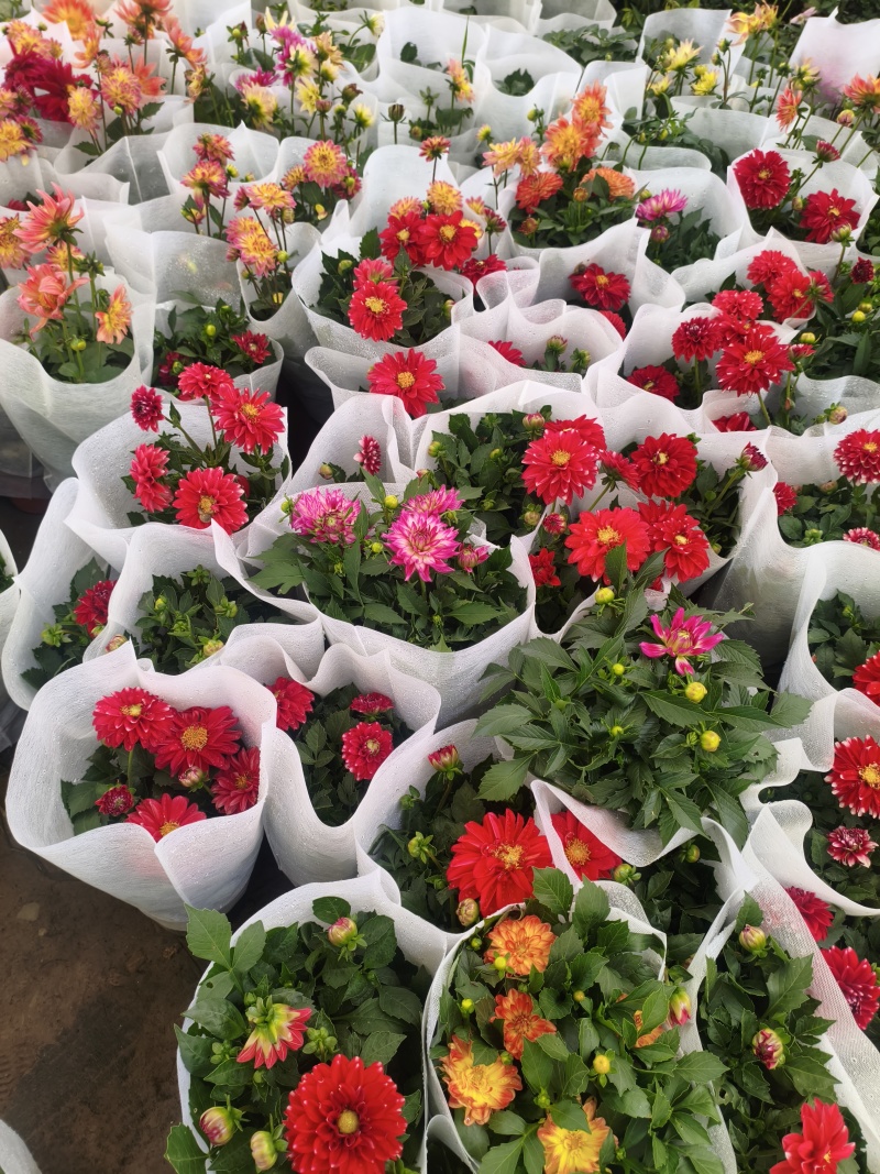 大丽花苗，大丽花小苗，大丽花盆栽，基地批发价