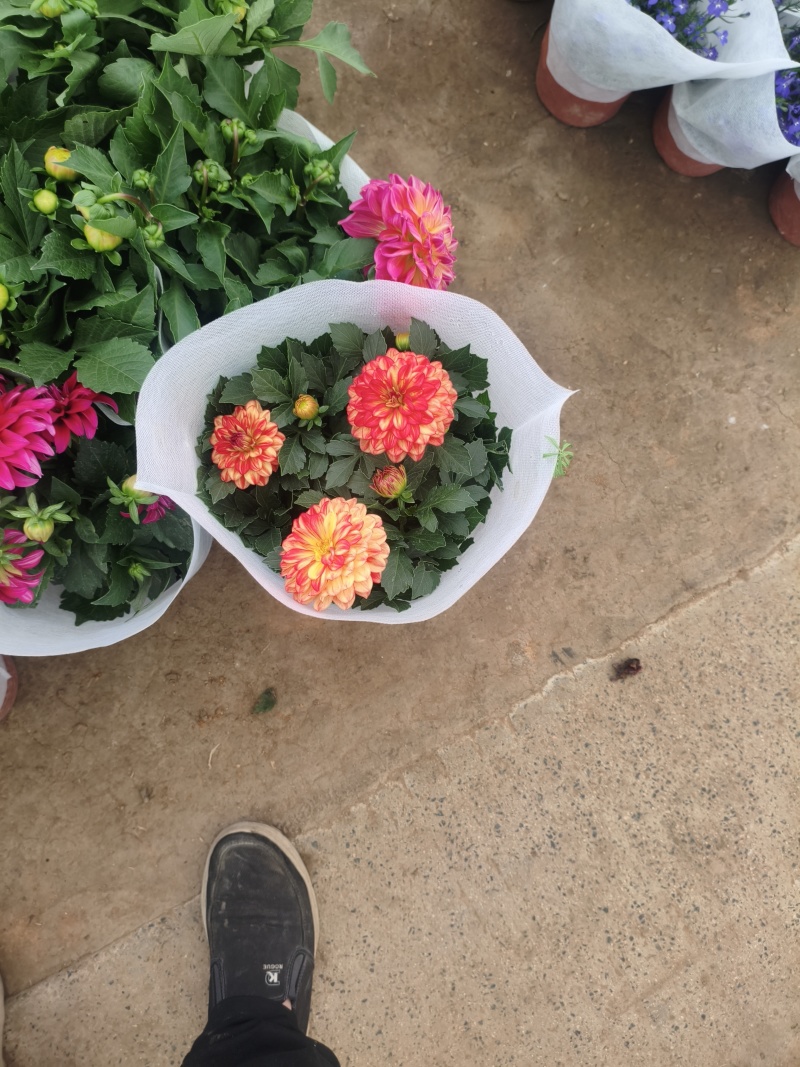 大丽花苗，大丽花小苗，大丽花盆栽，基地批发价