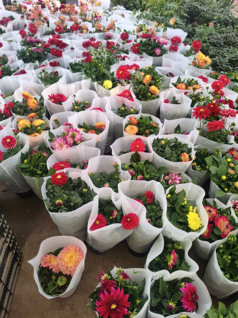 大丽花苗，大丽花小苗，大丽花盆栽，基地批发价