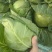 甘蓝包头菜