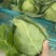甘蓝包头菜