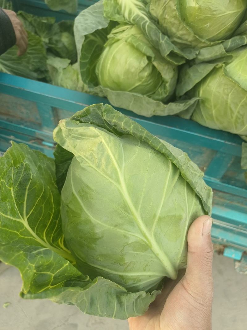 甘蓝包头菜