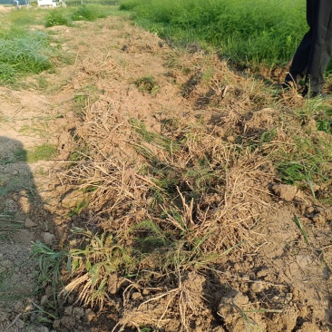 优质芦笋苗根壮苗旺产量高二十条根以上