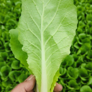 奶油白菜