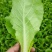 奶油白菜