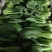 奶油白菜