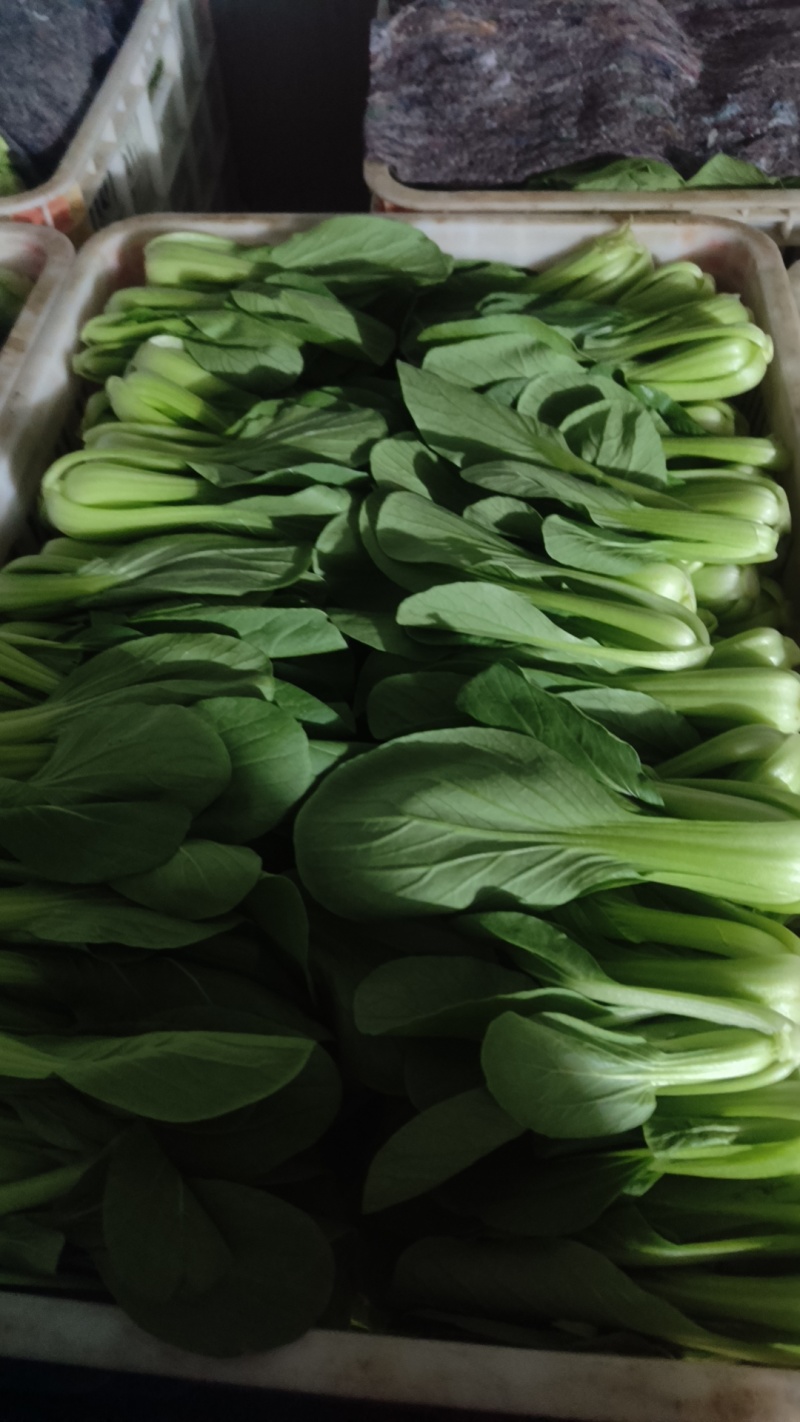 奶油白菜