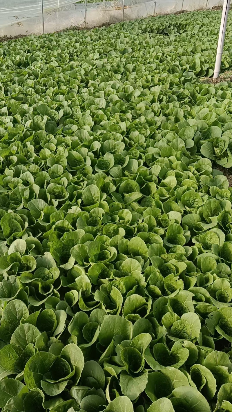 奶油白菜