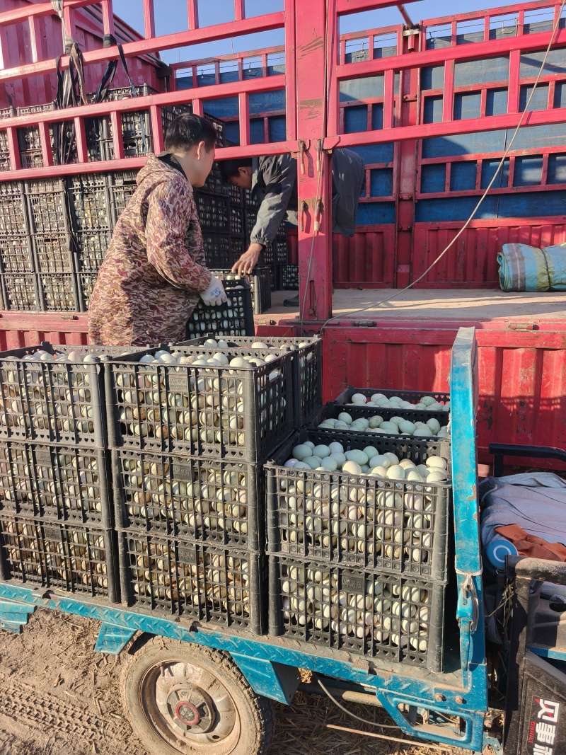白羽青壳鸭蛋，产地直发