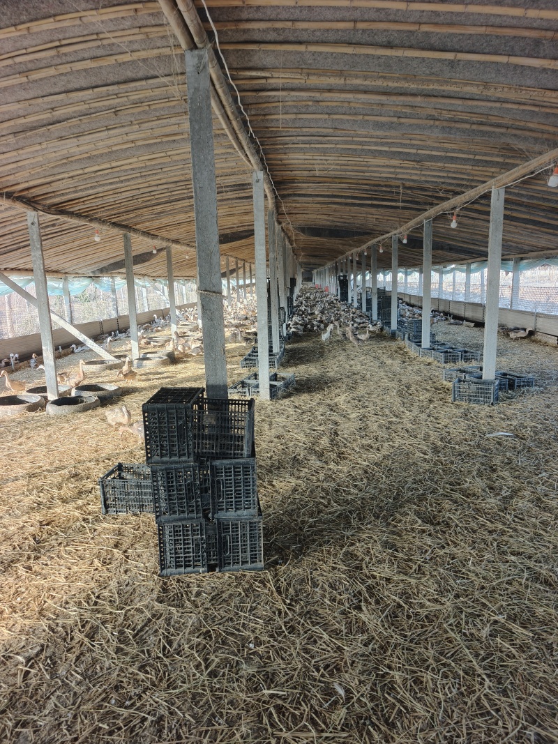 白羽青壳鸭蛋，产地直发