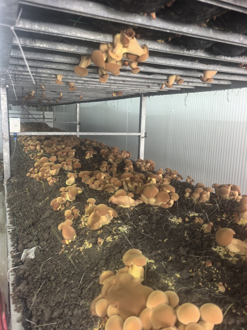 人工见手青黄色牛肝菌鲜品鲜菇