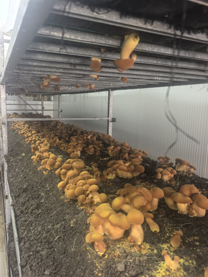 人工见手青黄色牛肝菌鲜品鲜菇