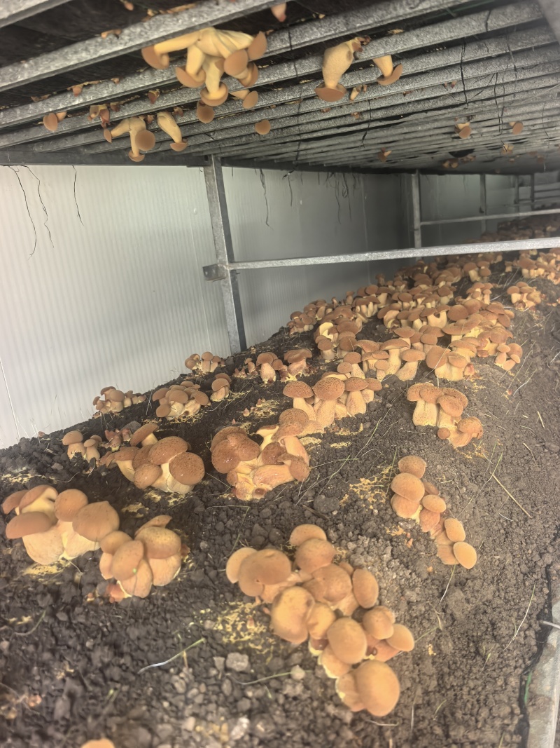 人工见手青黄色牛肝菌鲜品鲜菇