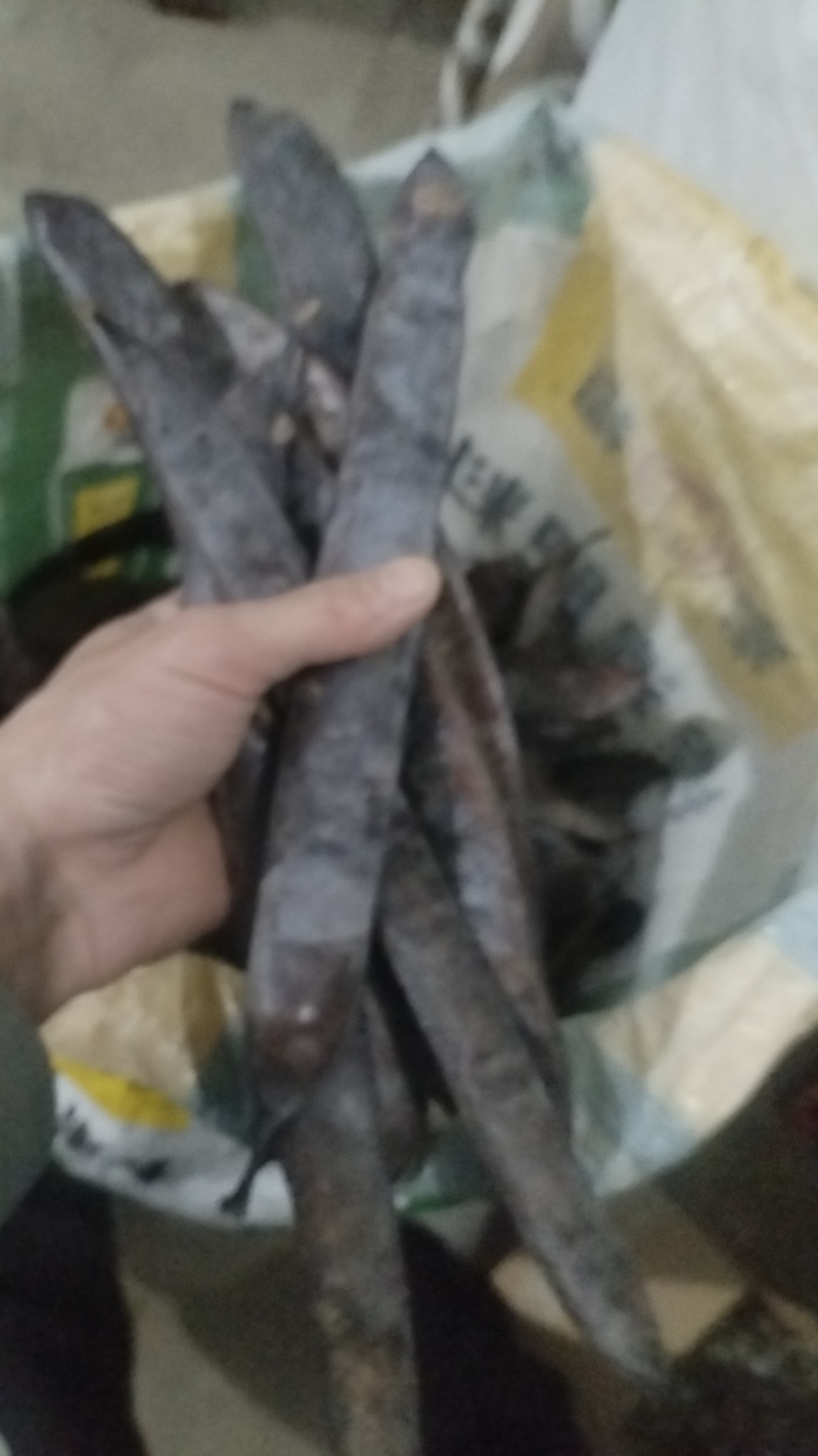 野生皂角需要联系***********