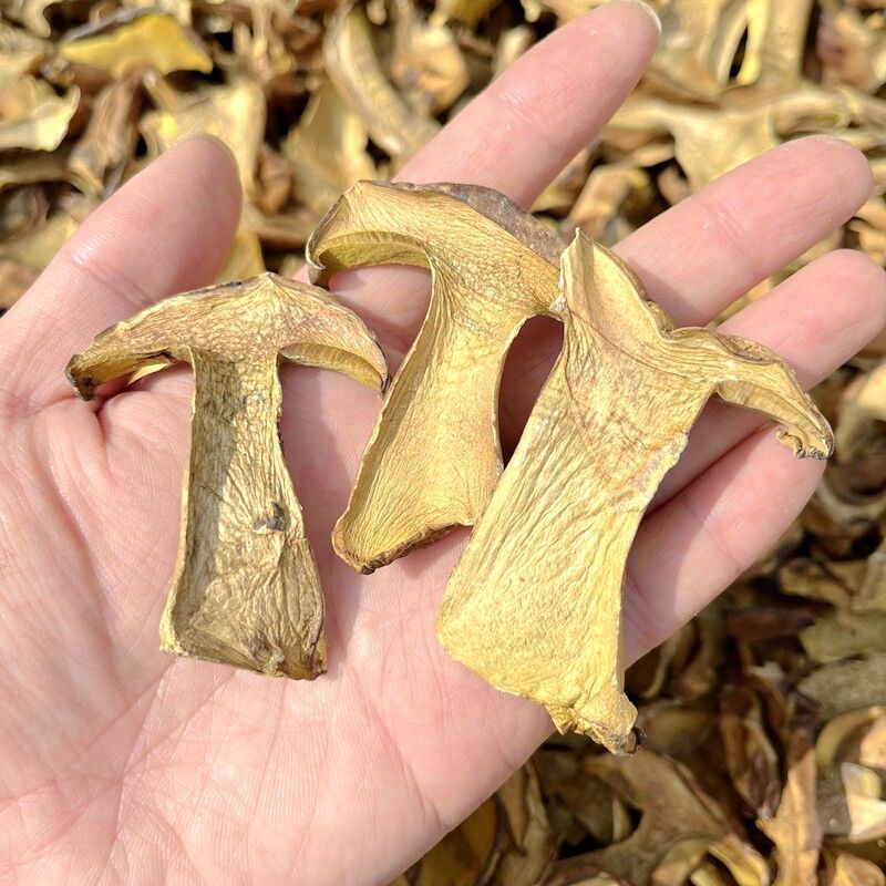 人工见手青黄牛肝菌通货切片烘干干片干品