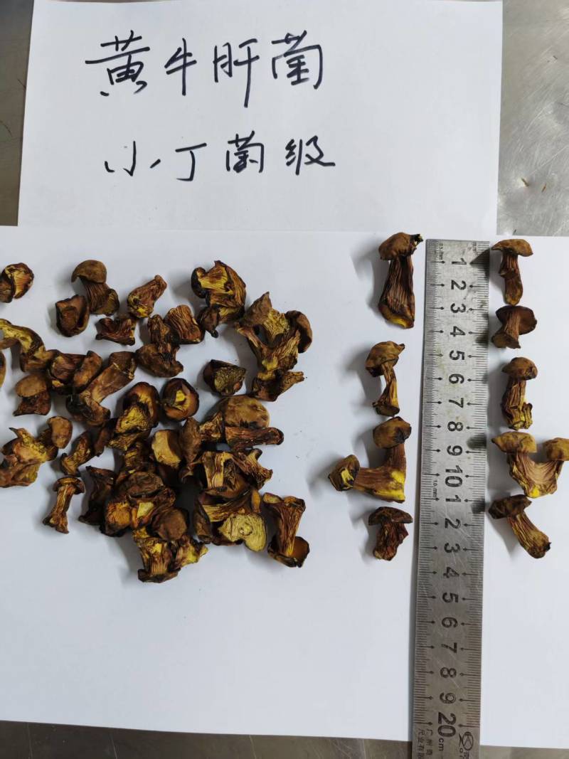 人工见手青黄牛肝菌通货切片烘干干片干品
