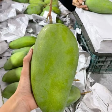大青芒，市场，电商，一件代发，量大从优