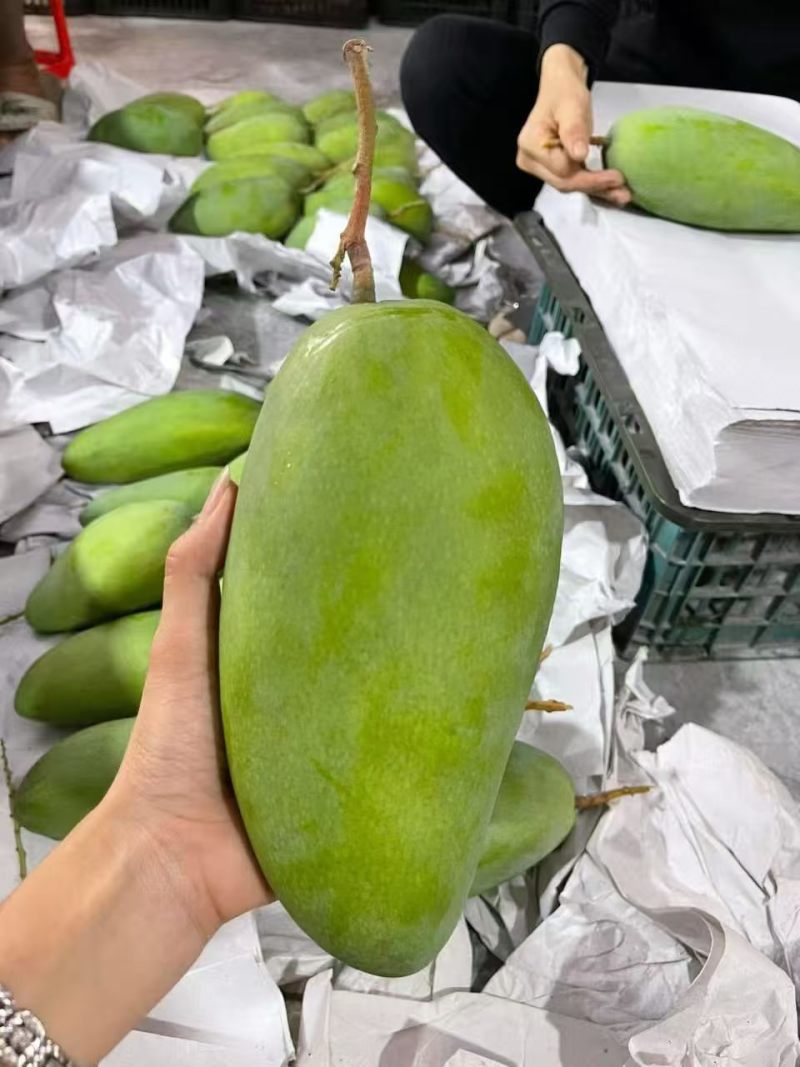 大青芒，市场，电商，一件代发，量大从优