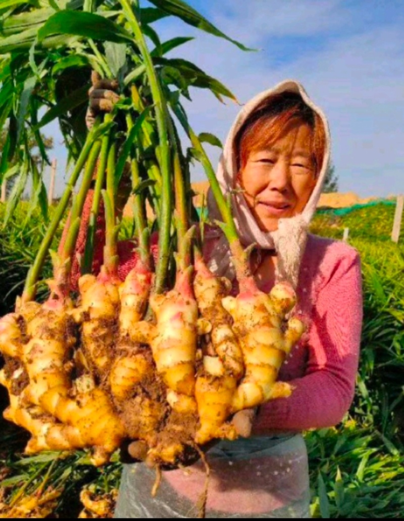 《红芽鲜姜》产地大量上市/提供地窖冷库/配资全国代发