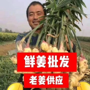 《红芽鲜姜》产地大量上市/提供地窖冷库/配资全国代发