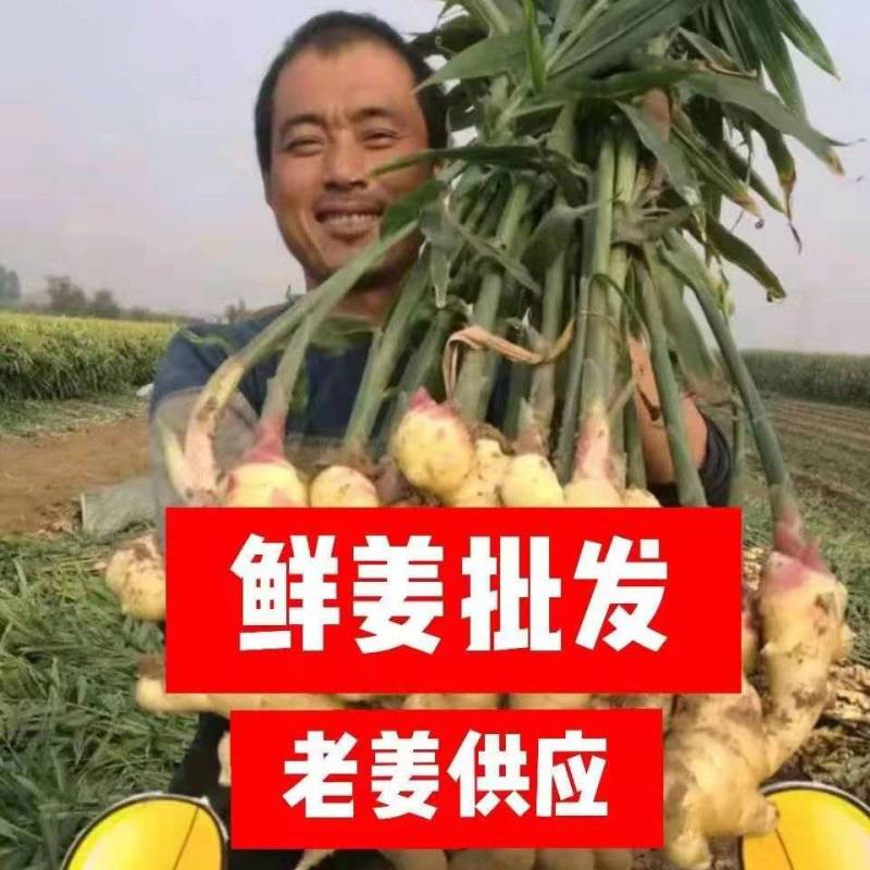 《红芽鲜姜》产地大量上市/提供地窖冷库/配资全国代发