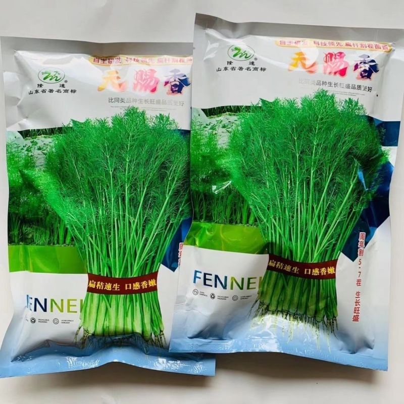 割茬茴香种子茴香种籽菜种籽大全四季南方阳台盆栽易种蔬菜种