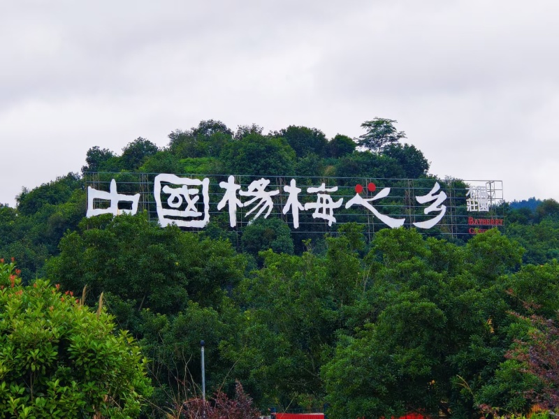 自产自销的***的杨梅鲜果