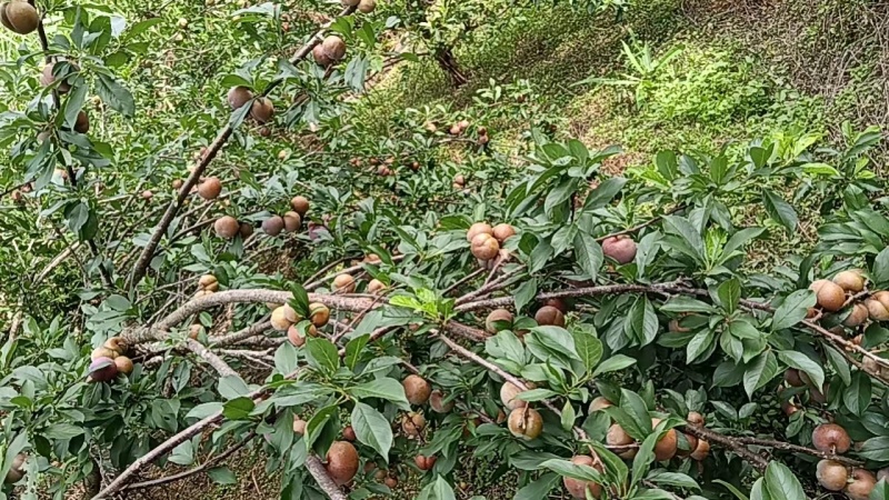 三华李