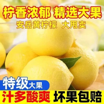 安岳精选黄柠檬大果一件代发