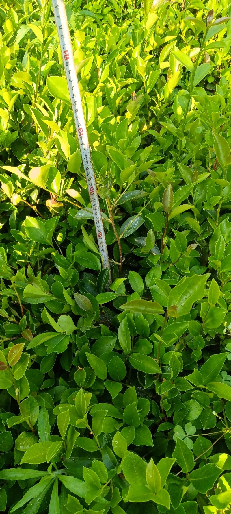 油茶树苗