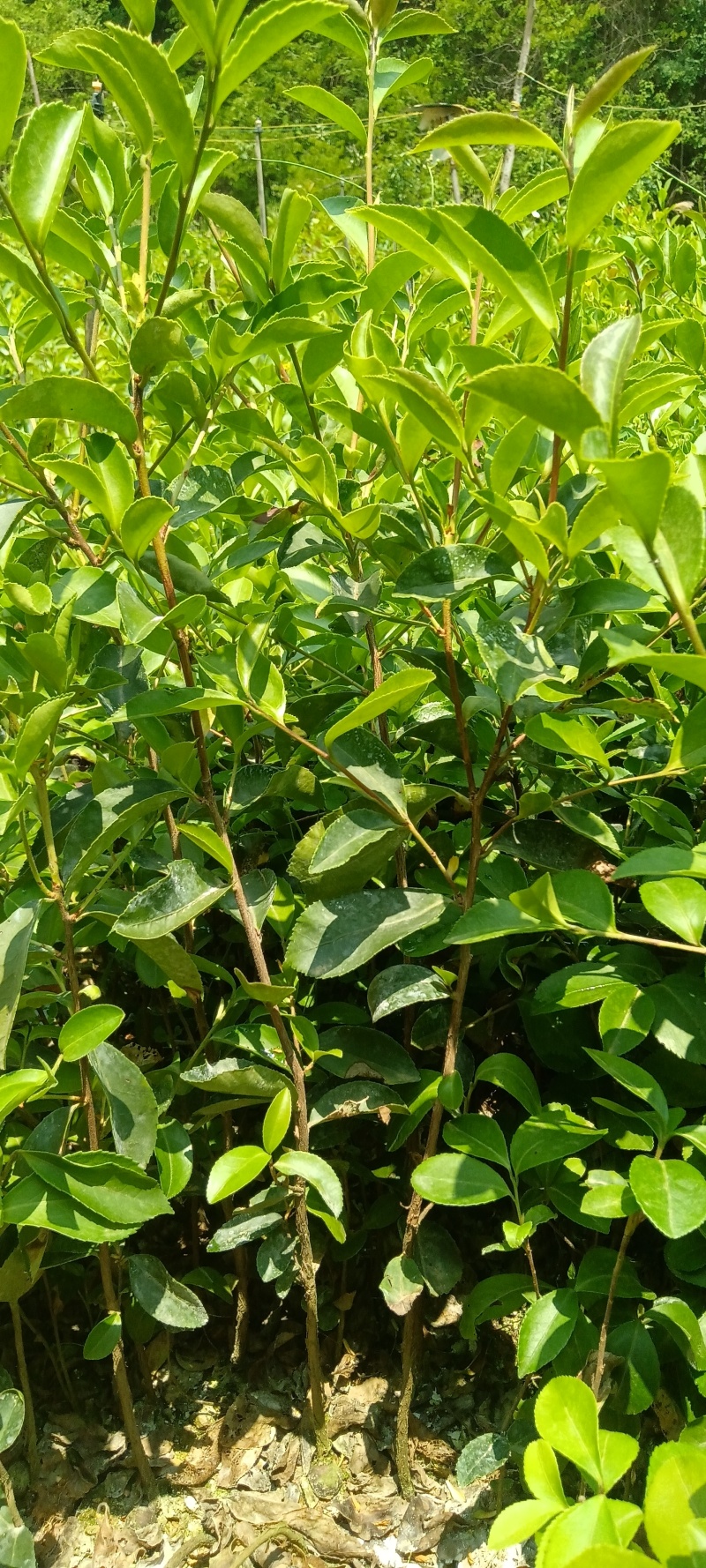 油茶树苗