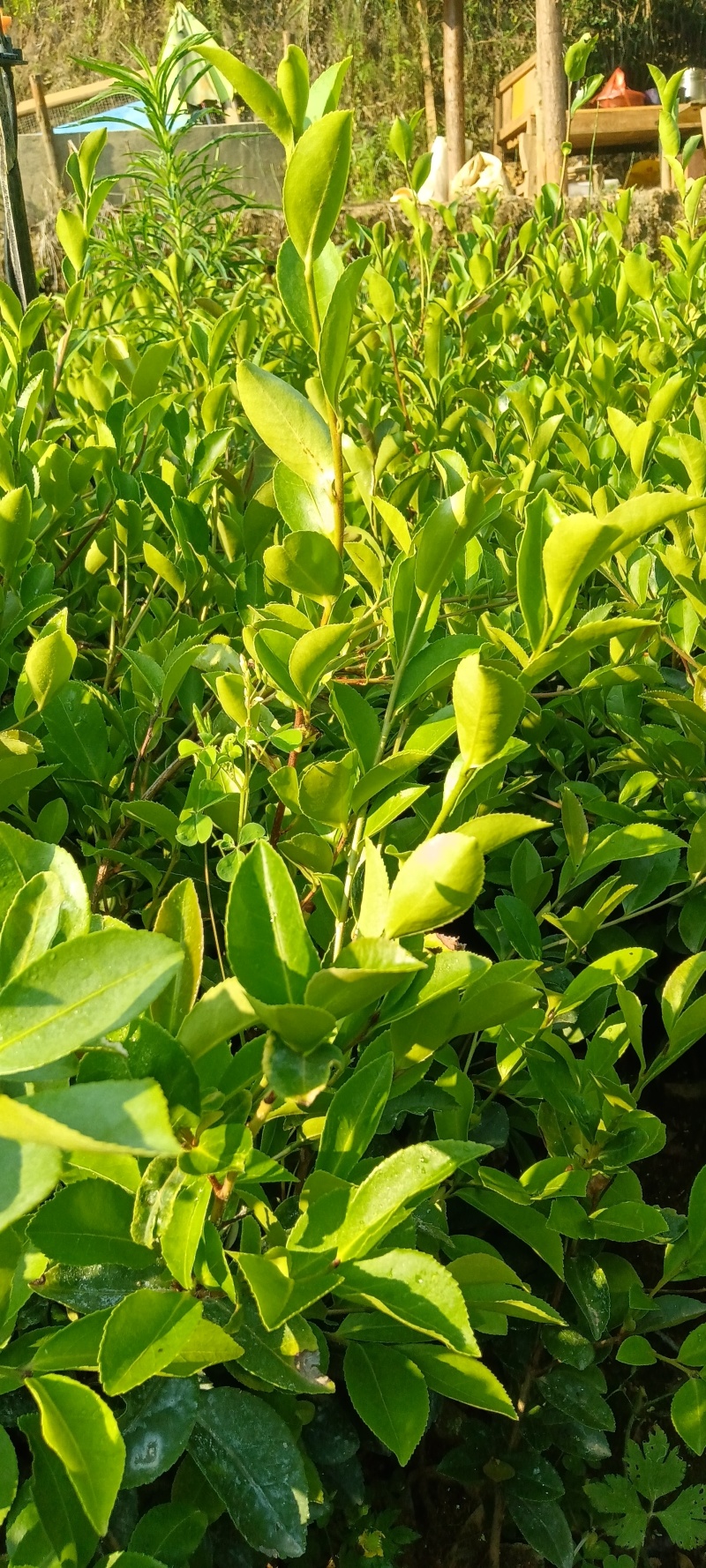 油茶树苗