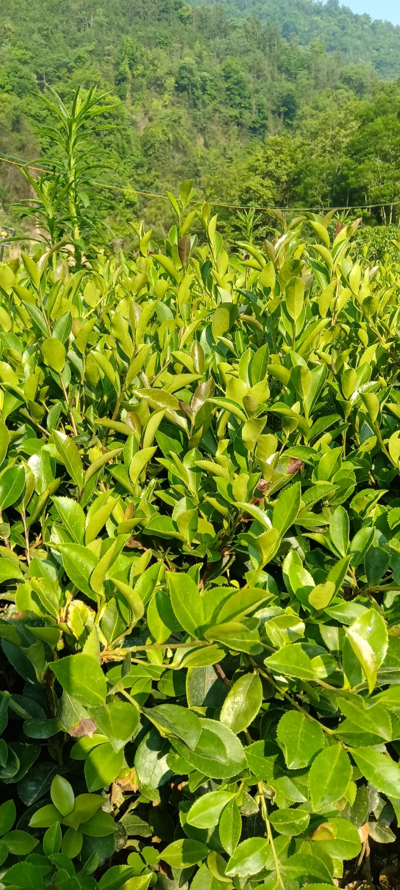 油茶树苗