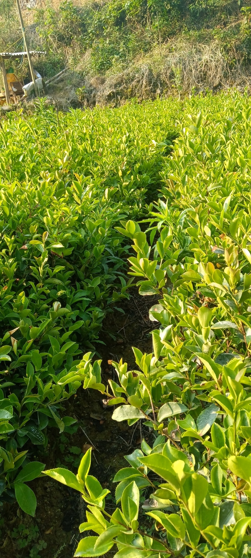 油茶树苗
