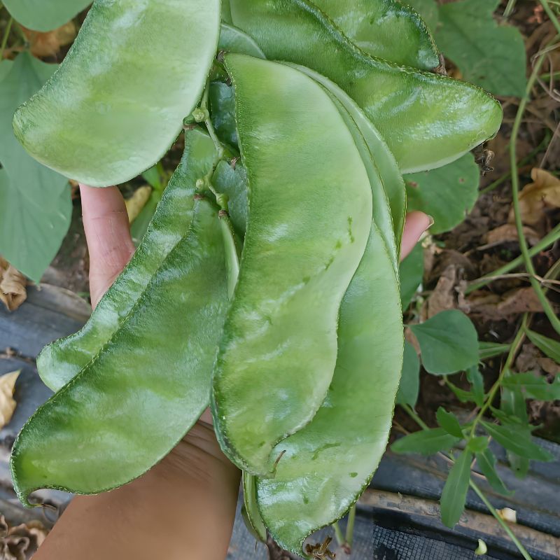 绿眉豆种子猪耳朵种籽丰产抗病扁豆种子早熟庭院阳台春秋蔬菜