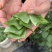 绿眉豆种子猪耳朵种籽丰产抗病扁豆种子早熟庭院阳台春秋蔬菜