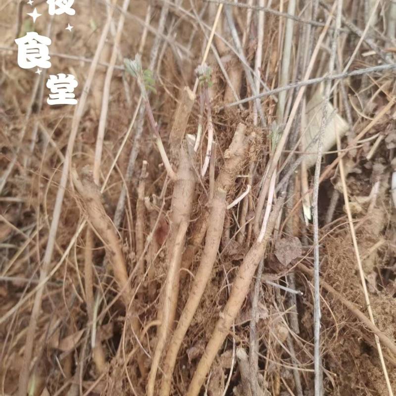 紫穗槐苗