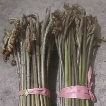 鲜蕨菜
