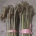 鲜蕨菜